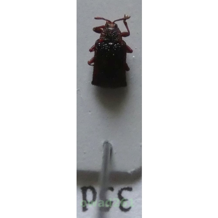 Hispinae sp. Gyllenhal, 1813 Philippines35d
